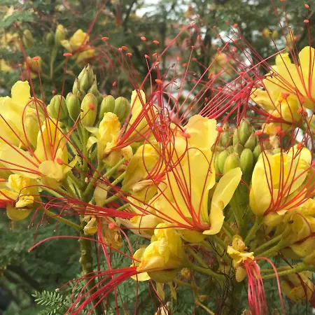 Feel Apartment Šibenik